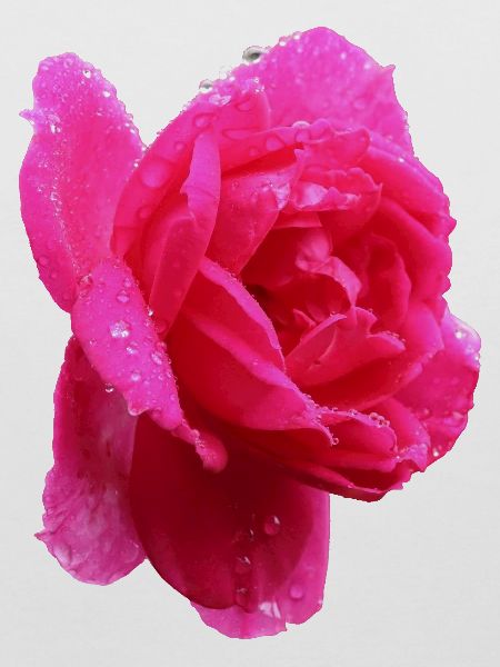 rosa Rose
