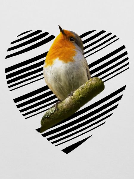 Rotkehlchen robin Erithacus rubecula