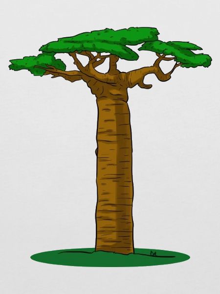 Baobab Tree