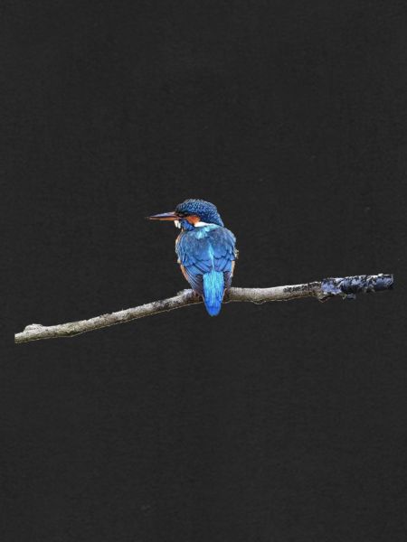 EISVOGELVOGEL