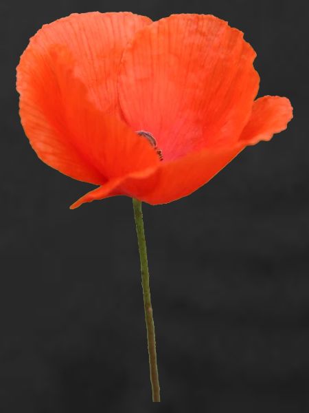 Mohnblume Mohn Klatschmohn