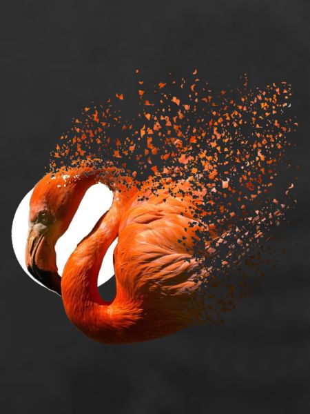 Flamingo