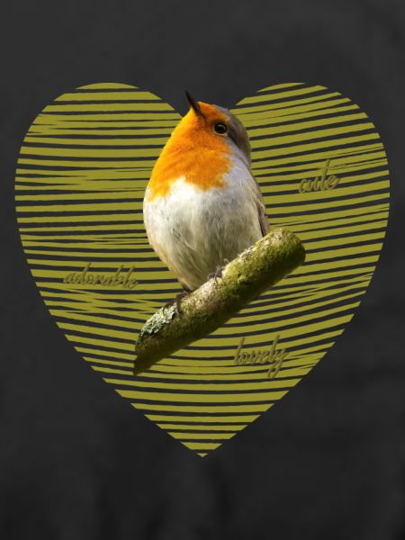 Rotkehlchen Singvogel