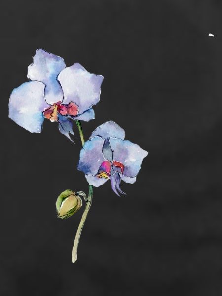 Blume