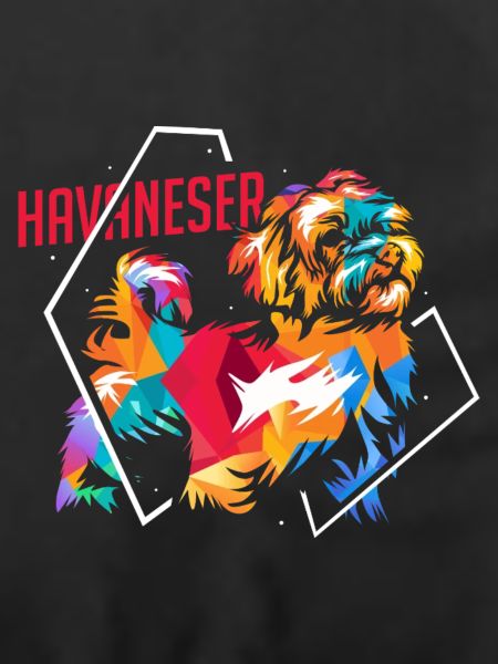Flauschiger Havaneser Schoßhund