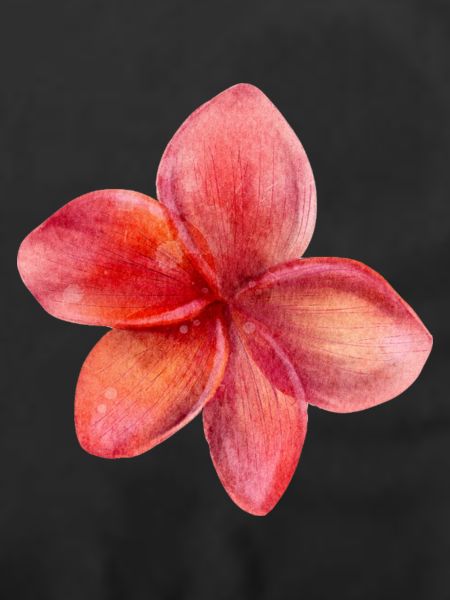 Blume rot