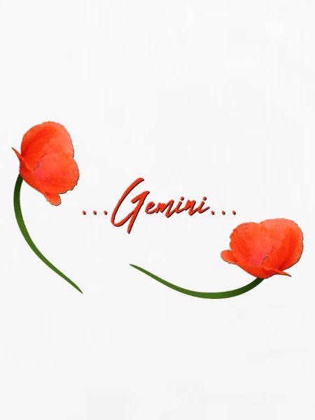Zwillinge Mohn Klatschmohn Sternzeichen Zwillinge