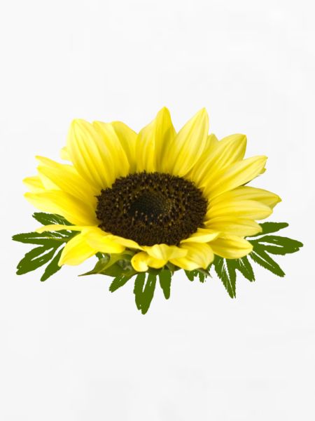Sonnenblume