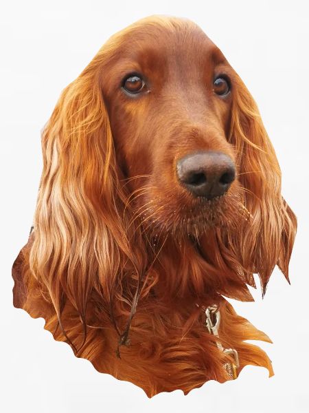 Irish Setter Red