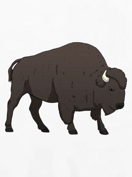 Bison Büffel
