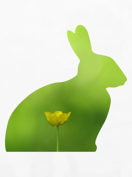 Hase