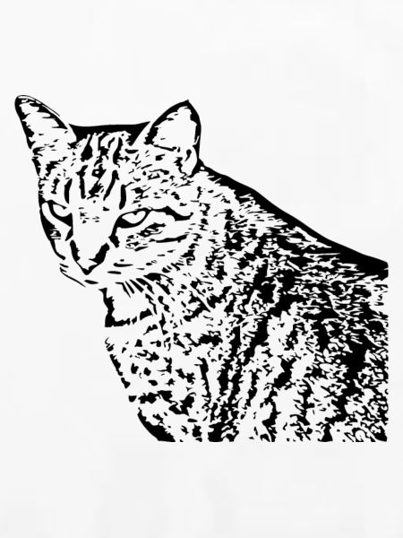 Katze Kätzchen Tigerkatze
