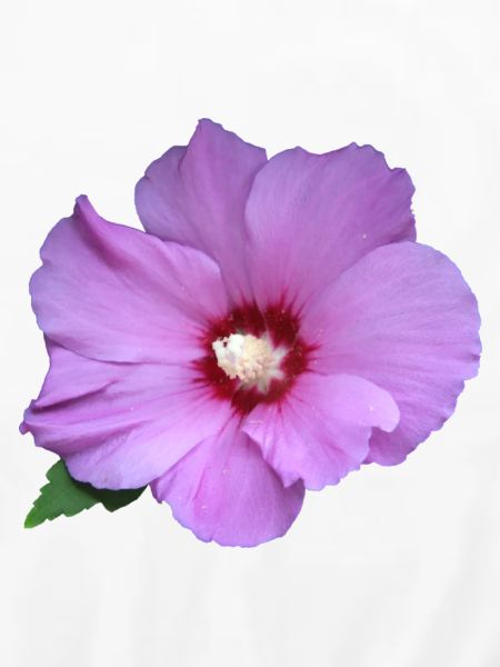 Rose rosa Blume Roseneibisch