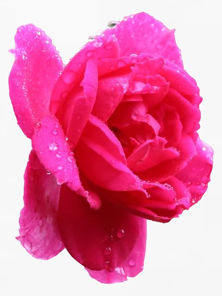 rosa Rose