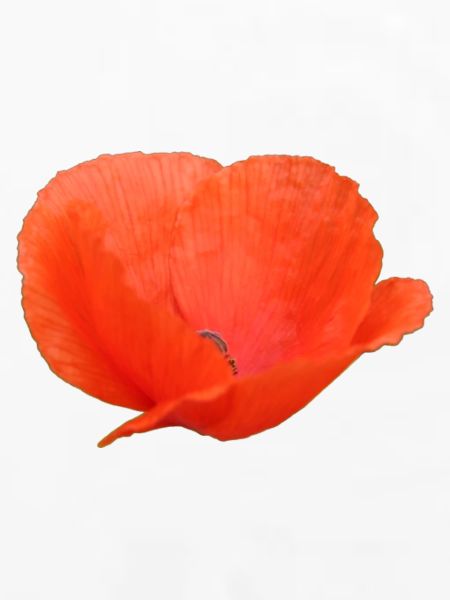 Mohnblume Mohn Klatschmohn