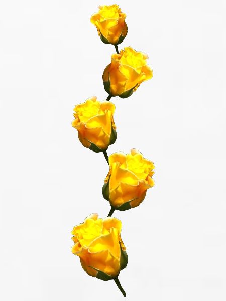 gelbe Rosen