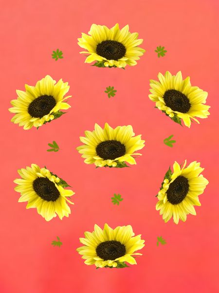 Sonnenblumen