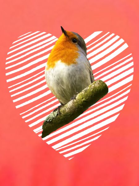 Rotkehlchen Singvogel