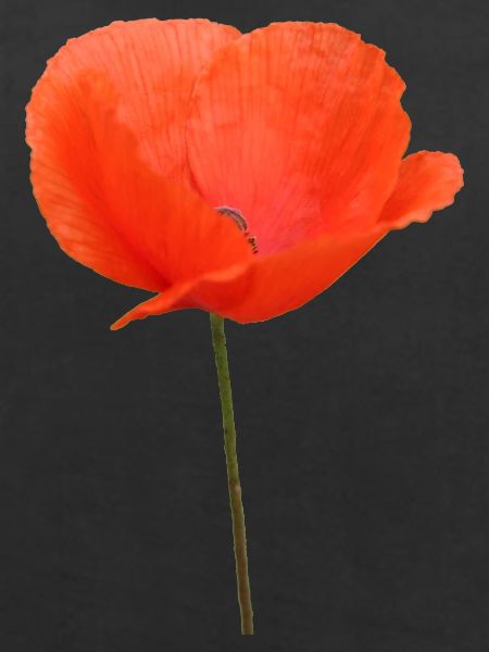 Mohnblume Mohn Klatschmohn