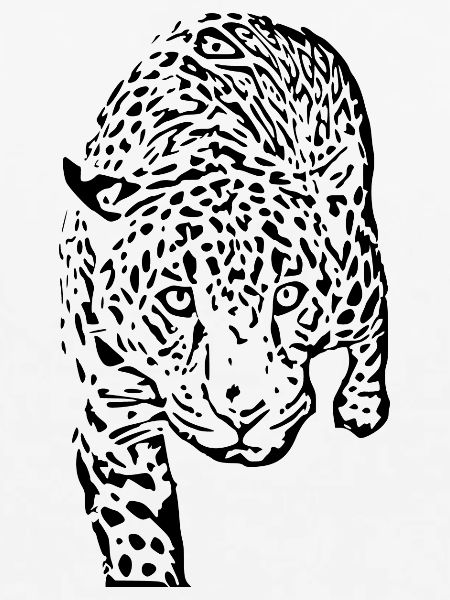 leopard schwarz schwarzer Leopard