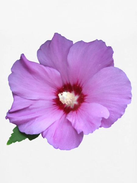Rose rosa Blume Roseneibisch