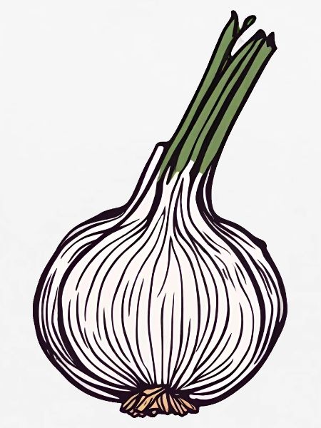 Knoblauch Knolle