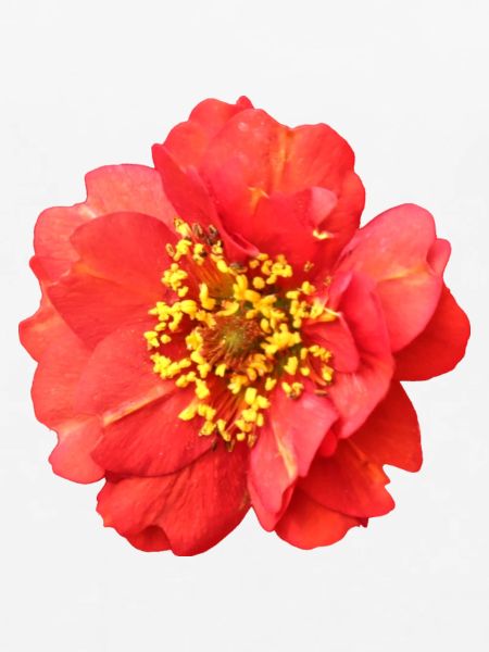 rote Blume Rose