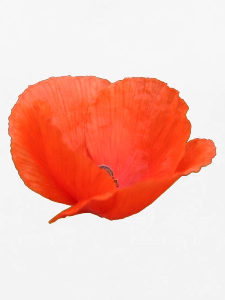 Mohnblume Mohn Klatschmohn