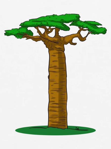 Baobab Tree