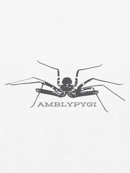Geißelspinne - Amblypygi