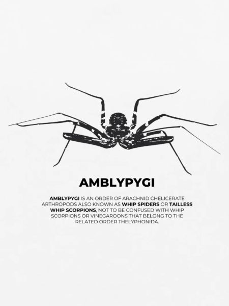 Geißelspinne - Amblypygi