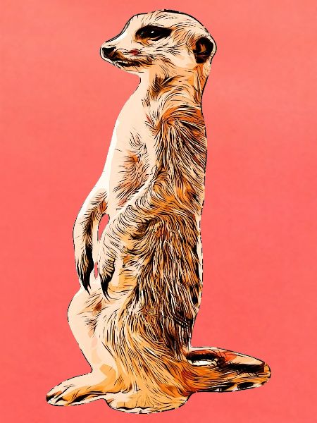Erdmännchen