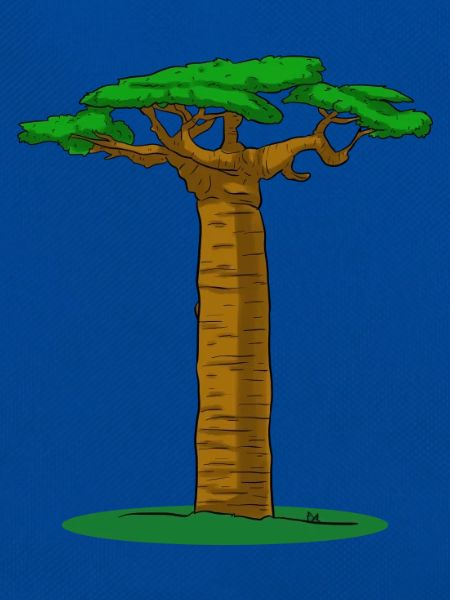 Baobab Tree