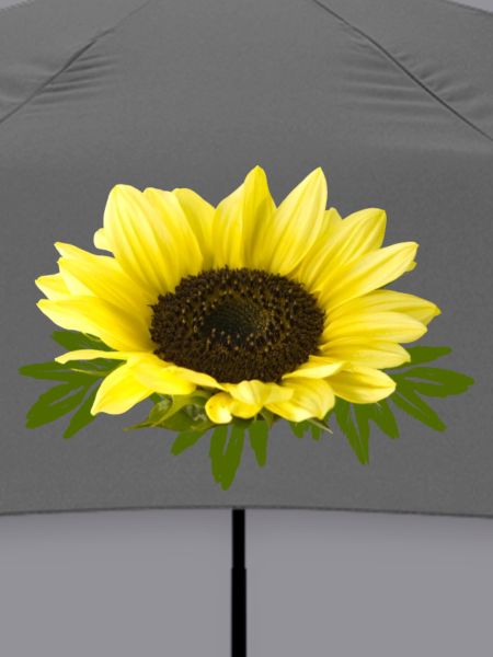 Sonnenblume