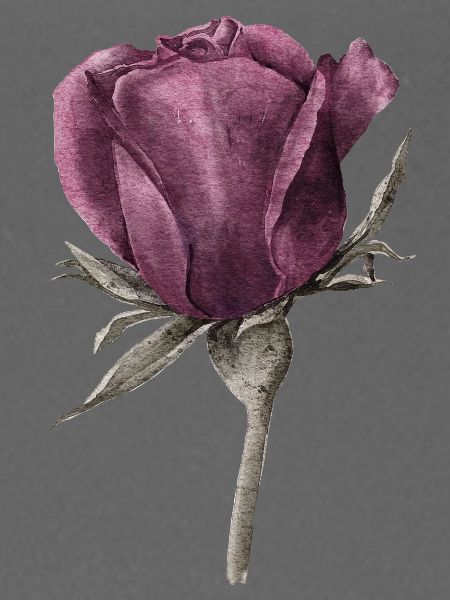Rose Blume