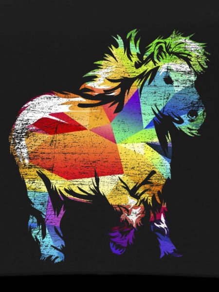 Flockiges Shetlandpony Schottland