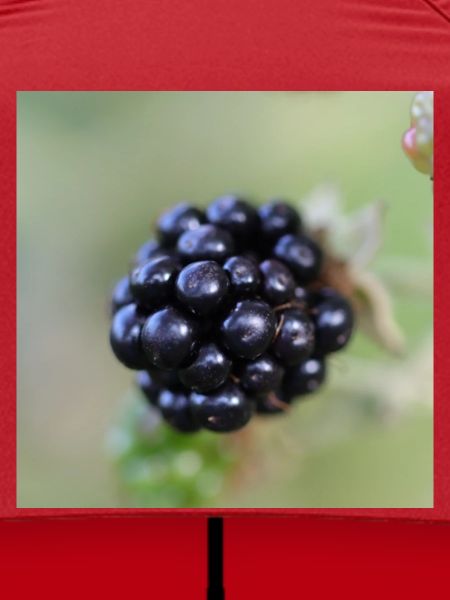 Brombeere Brombeeren Beeren Früchte