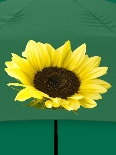 Sonnenblume