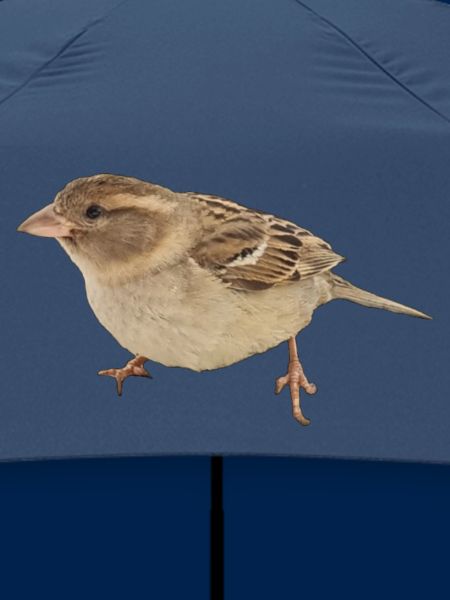 Vogel