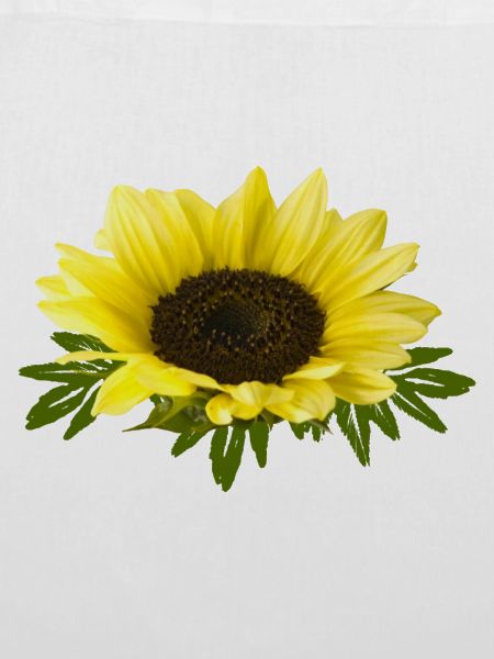 Sonnenblume