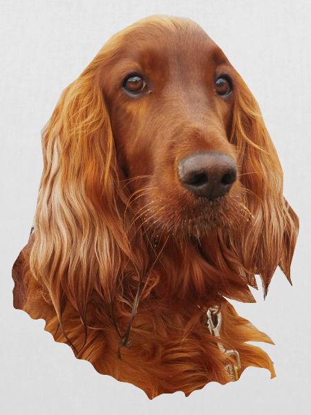 Irish Setter Red
