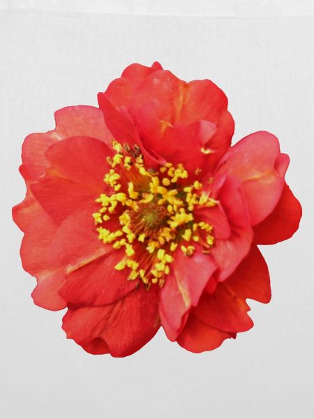 rote Blume Rose