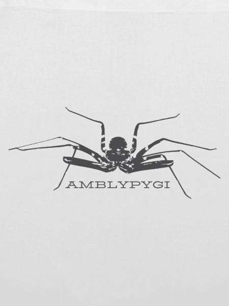 Geißelspinne - Amblypygi
