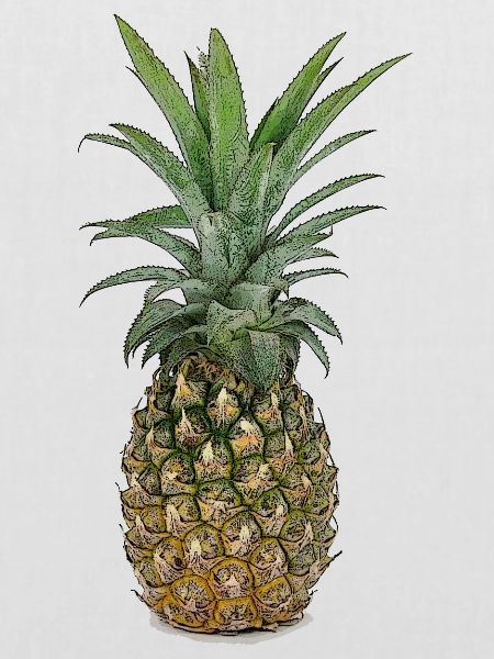 Ananas | Pineapple