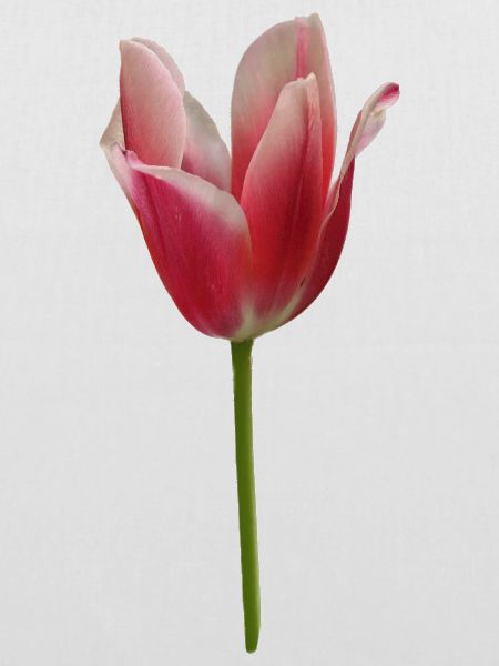 pinke Tulpe