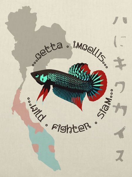 Betta imbellis, Kampffisch Wildform 