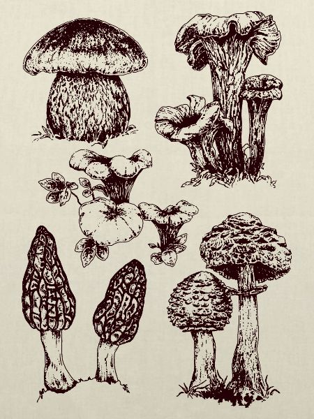 Champignons