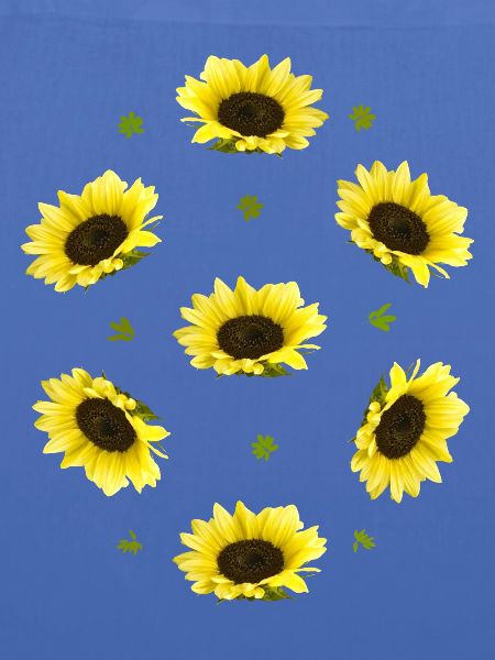 Sonnenblumen