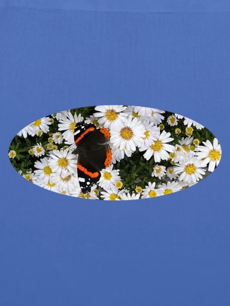 Red Admiral Butterfly auf Asters
