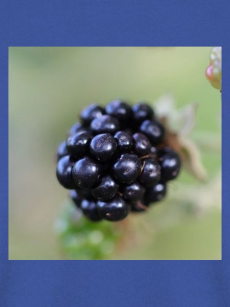 Brombeere Brombeeren Beeren Früchte
